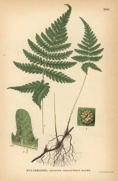 Dlouhá bukovka, Phegopteris connectilis od Unbekannter Künstler