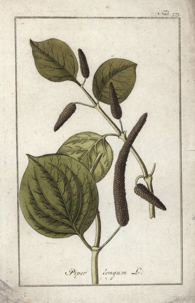 Dlouhý pepř (Piper longum). Litografie z knihy "Afbeelding der Artseny-Gewassen" od Johannese Zorna (1739-1799), Nizozemsko od Unbekannter Künstler