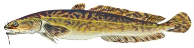 Lotte - Burbot (Lota lota) od Unbekannter Künstler