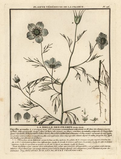 Láska v mlze. Nigella arvensis. od Unbekannter Künstler