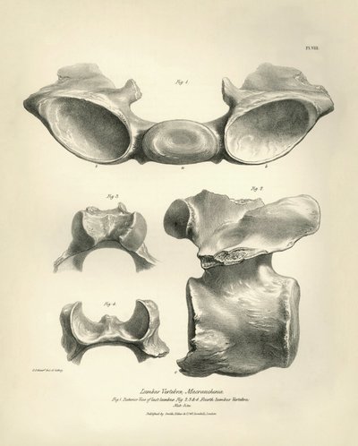 Bederní obratel prehistorického zvířete Macrauchenia, kterého nalezl Charles Darwin během své výzkumné cesty na palubě lodi Beagle. Zoologie plavby H.M.S. Beagle pod velením kapitána Fitzroye v letech 1832 až 1836 vydaná a zachovaná od Unbekannter Künstler