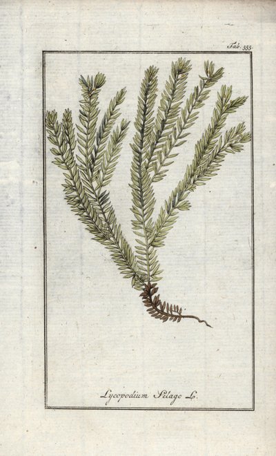 Lykopod v paličkách nebo lykopod lékařský (Lycopodium clavatum). Litografie z knihy "Afbeelding der Artseny-Gewassen" od Johannese Zorna (1739-1799), Nizozemsko. od Unbekannter Künstler