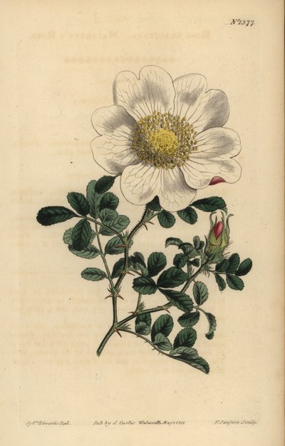 Macartneyova růže, Rosa bracteata od Unbekannt