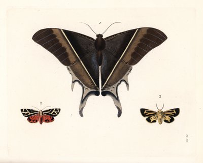 Macleanova vlaštovčí můra, Lyssa macleayi 1, skořicová můra, Callimorpha phyllira 2, a Naisova tygrovaná můra, Apantesis nais 3. Ručně kolorovaná litografie z nového vydání knihy Dru Druryho "Illustrations of Exotic Entomology" od Johna O. Westwooda, Bohn, od Unbekannter Künstler