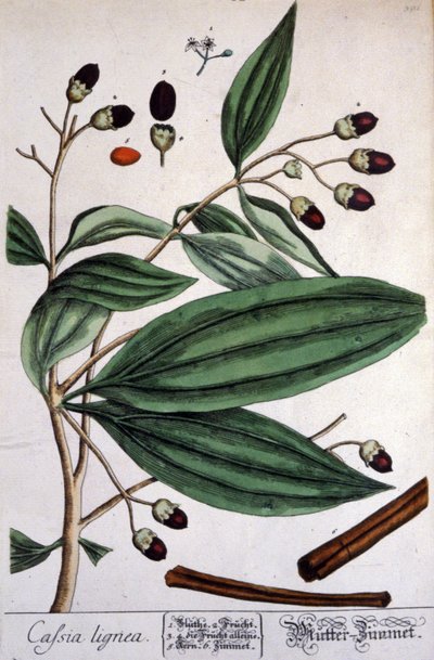 Rostlina Malabar Cinnamon od Unbekannter Künstler