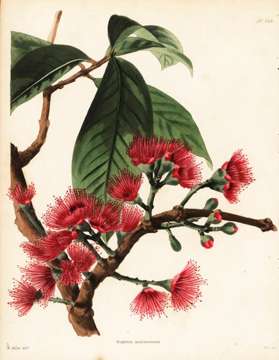 malajské růžové jablko, Syzygium malaccense (Eugenia malaccensis). Ručně kolorovaná mědirytina od George Cookea podle ilustrace Williama Millera z botanického kabinetu Conrada Loddigese, Hackney, Londýn. od Unbekannter Künstler
