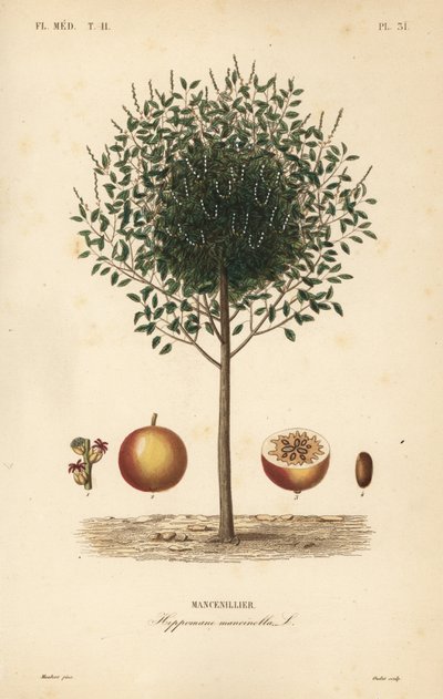Manchineel nebo manchionel strom, Hippomane mancinella, Mancenillier od Unbekannt