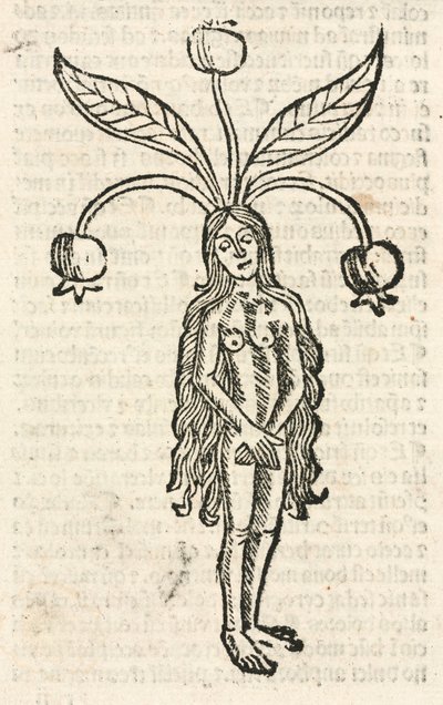 Mandragora (ženská forma) od Unbekannt