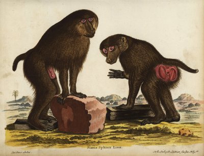 Dokonce i mandril, Mandrillus sphinx. Zranitelný. Simia sphynx Linn. Ručně kolorovaná mědirytina Johanna Sebastiana Leitnera podle ilustrace Jacquese de Seveho z knihy Johanna Christiana Daniela Schrebera Zvířecí ilustrace podle přírody aneb Schreber