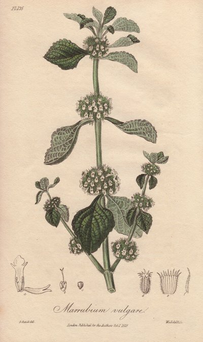 Marrubium vulgare (Marrubium vulgare) - Silná voda Williama Clarka k ilustraci knihy "Medical Botanical, Description of the Medicinal Plants of London, Edinburgh and Dublin" od Johna Stephensona a Jamese Morsse Churchilla, vydané v Londýně Johnem Churchile od Unbekannter Künstler