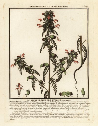 Všivec bahenní, Pedicularis palustris. od Unbekannter Künstler