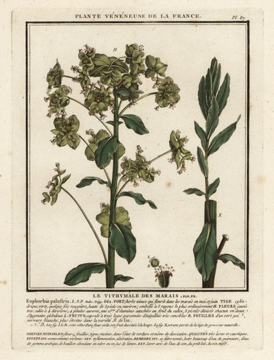 Pryšec bahenní, Euphorbia palustris. od Unbekannter Künstler