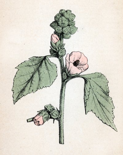 Marshmallow officinale (Althaea officinalis) (Sléz lékařský) (marshmallow, marsh mallow) Botanická tabulka z "Atlas colorie des plantes medicinales" od Paula Hariota od Unbekannter Künstler
