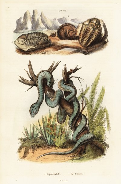 Martinican pit zmije a vyhynulí trilobiti. od Unbekannter Künstler