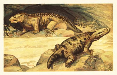 Mastodonsaurus a Pareiasaurus. 1908 (litografie) od Unbekannter Künstler