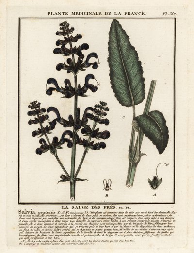 Jaseň luční, Salvia pratensis. od Unbekannter Künstler