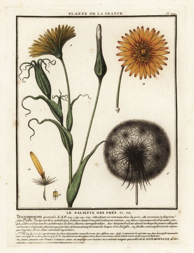 Kozlík luční, Tragopogon pratensis. od Unbekannter Künstler