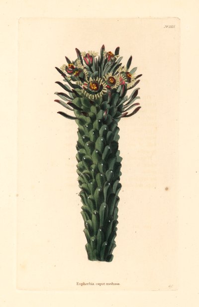 Hlava Medúzy, Euphorbia caput-medusae. Ručně kolorovaná mědirytina od George Cookea z botanického kabinetu Conrada Loddigese, Hackney. od Unbekannter Künstler