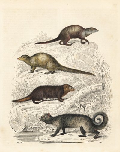 Surikata, Suricata suricatta 1, mangusta indická, Herpestes edwardsii 2, kusimansa obecná, Crossarchus obscurus 3, a cibetka asijská, Paradoxurus hermaphroditus 4. Ručně kolorovaná litografie z Knihy světa Carla Hoffmanna, Stuttgart. od Unbekannter Künstler