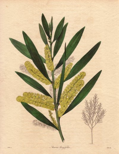 Housenice mimózy (Acacia longifolia), keř s vytrvalými listy, vysoký až 3 až 6 m, s květenstvím v dlouhých, citronově žlutých epizodách, velmi vonný. Rostlina původem z Nového Holandska (Austrálie), do Velké Británie introdukována v roce 1792. Ilustrace: R od Unbekannter Künstler