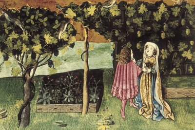 Miniatura o hroznech, ovoci, které odbourává břišní tuk a hubne - IBN BUTLAN, Abu-l Hasan al-Mujtar (asi 1001 - 1066). Nestoriánský křesťanský lékař a filosof z Bagdádu. Folio 83r. Ilustrace o hroznech, ovoci, které snižuje břišní tuk a li od Unbekannter Künstler