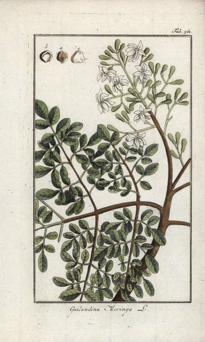 Moringa (Moringa oleifera). Litografie z knihy "Afbeelding der Artseny-Gewassen" od Johannese Zorna (1739-1799), Nizozemsko. od Unbekannter Künstler