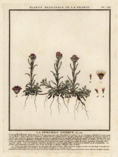 Hora věčná, Antennaria dioica. od Unbekannter Künstler