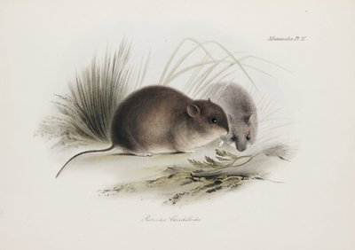 Myš, Ohňová země, Jižní Amerika, c 1832-1836 od Unbekannter Künstler