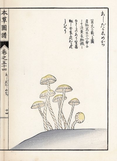 Houby: šimedži ašitaka - japonský tisk od Kanena Iwasakiho (1786-1842), z knihy Honzo Zufu, obrazový průvodce léčivými rostlinami od Unbekannter Künstler