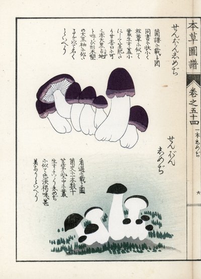 Houby: odrůdy šimedži (jedlé) - japonský tisk od Kanena Iwasakiho (1786-1842), z knihy Honzo Zufu, obrazový průvodce léčivými rostlinami od Unbekannter Künstler