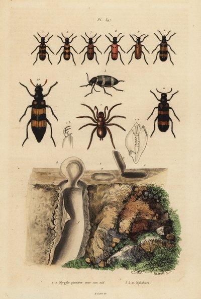 Mygalomorph padací pavouk a jeho hnízdo a brouci, druh Mylabris od Unbekannt