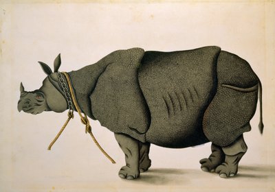 NHD-32 (47) Nosorožec možná ze sbírky Francise Buchanana, kolem roku 1800, neznámý umělec od Unbekannter Künstler