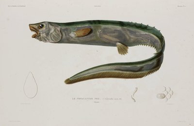 Natacanthus nasus, Island, počátek 19. století od Unbekannter Künstler