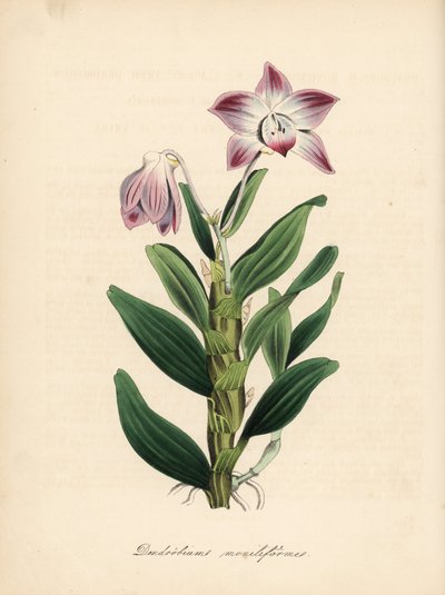 Náhrdelníková orchidej Dendrobium moniliforme, Dendrobium moniliforme. Ručně kolorovaná zinkografie C. Chabota nakreslená slečnou M. A. Burnettovou z její knihy "Plantae Utiliores: or Illustrations of Useful Plants", Whittaker, London. od Unbekannter Künstler