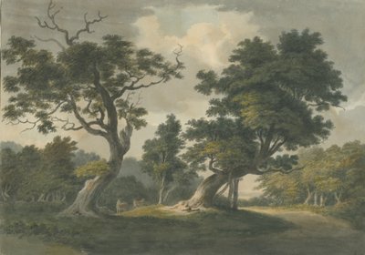 Needwood Forest: malba akvarelem a [počátek 19. století] od Unbekannt