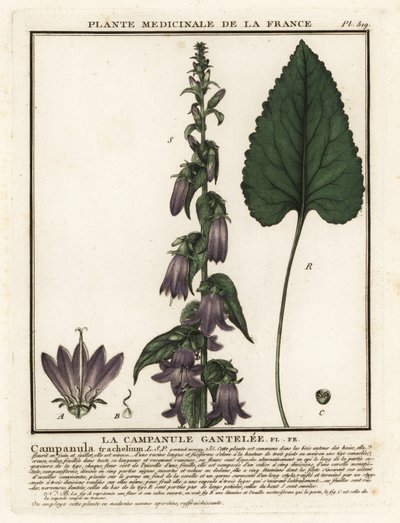 Zvonek kopřivový, Campanula trachelium. od Unbekannter Künstler
