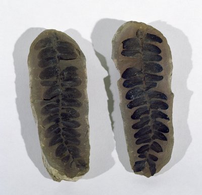 Neuropteris (Frond of Sea Fern) nalezený v Coseley, Staffordshire, období svrchního karbonu (foto) od Unbekannt