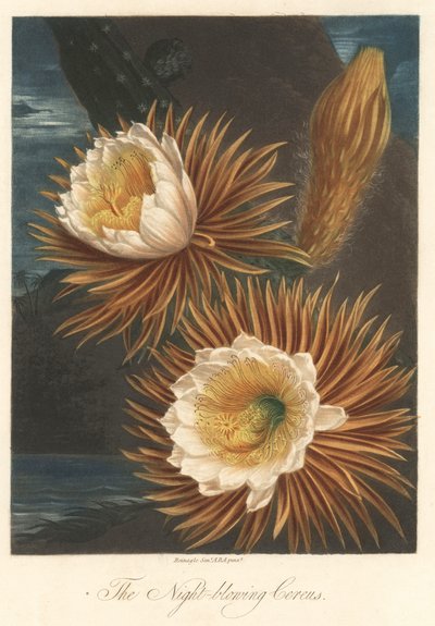 Noční kvetení rostliny dračího ovoce neboli pitaya Silná voda, převzato z knihy The Temple of Flora, autor: Dr. Robert Thornton (1768-1837) od Unbekannter Künstler