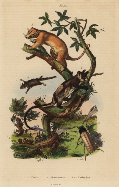 Kuskus severní, Phalanger orientalis 3, klouzek žlutobřichý, Petaurus australis 4, křídlatka, Acrobates pygmaeus 5, Peziza houby 1 a Psygmatocerus wagleri brouk 2 od Unbekannt