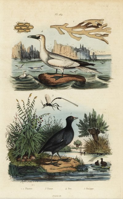 Hlavatka severní, Morus bassanus 4, lyska červenočelá, Fulica rufifrons 5, mořská řasa Flustra foliacea 1,2 a vosa Gasteruption 3 od Unbekannt