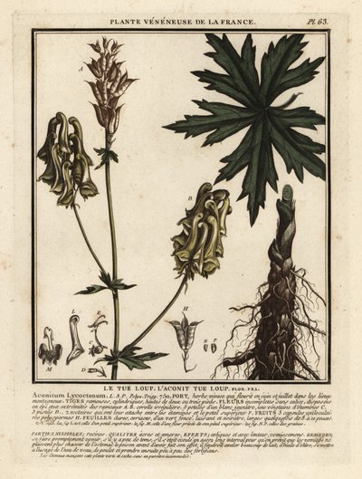 Vlkodav severní, Aconitum lycoctonum. od Unbekannter Künstler