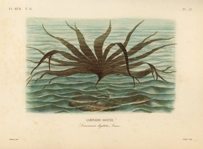 Veslunka, Laminaria digitata, řasa prstná od Unbekannt