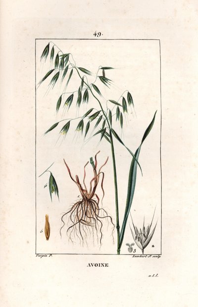 Oves Cultivee neboli byzantský oves - Rytina od Lamberta filse, podle kresby Pierra Jeana Francoise Turpina (1775-1840), převzato z La flore medicale, Chaumeton, Poiret et Chamberet, Paříž 1830 - Oves, Avena sativa - Rytina od Lamberta ml. z roku 1830 od Unbekannter Künstler