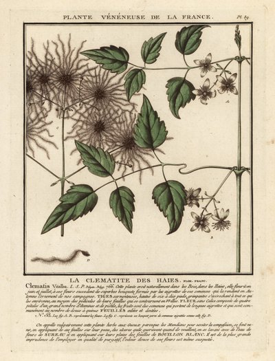 Vousy starého muže, Clematis vitalba. od Unbekannter Künstler