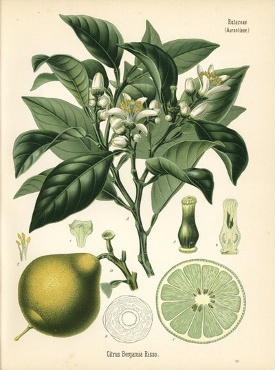 Pomerančový bergamot, Citrus bergamia. Chromolitografie podle botanické ilustrace z knihy Hermanna Adolpha Koehlera Léčivé rostliny, vydal Gustav Pabst, Koehler, Německo. od Unbekannter Künstler