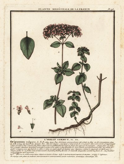 Oregano nebo divoká majoránka, Origanum vulgare. od Unbekannter Künstler