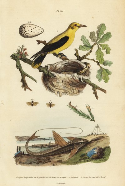 Kos žluva, Gymnomystax mexicanus, hnízdo a vejce 3, pancéřovka čokoládová loricarid, Loricaria cataphracta 2 a pilatka borovicová, Neodiprion sertifer 1 od Unbekannt