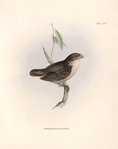 Ornitologie: "Popis vrabce, kterého Charles Darwin (1809-1882) pozoroval během své expedice na palubě lodi Beagle. Deska z knihy "The zoology of the voyage of the H.M.S. Beagle. Let. III, Ptáci popsaní od Unbekannter Künstler