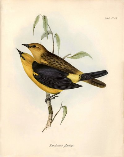 Ornitologie: "Certhidea olivacea" Geospize olivy pozoruje a popisuje Charles Darwin během své expedice na palubě lodi Beagle. Deska z knihy "The zoology of the voyage of the H.M.S. Beagle. Let. III, Ptáci popsaní Johnem Gouldem, s poznámkou o jejich od Unbekannter Künstler