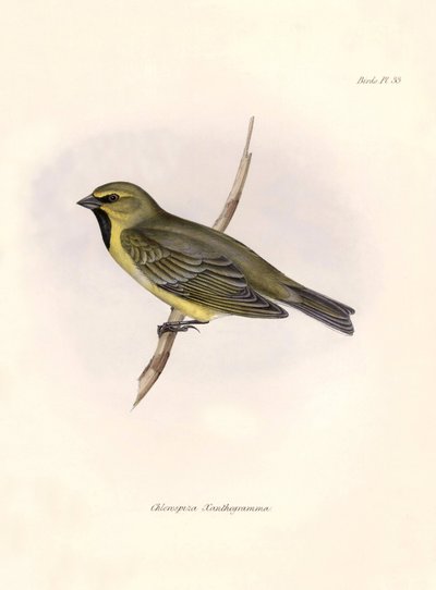 Ornitologie: "Darwina (1809-1882), pozorovaného během jeho expedice na palubě lodi Beagle. Deska z knihy "The zoology of the voyage of the H.M.S. Beagle. Let. III, Ptáci popsaní Johnem Gouldem, s n od Unbekannter Künstler